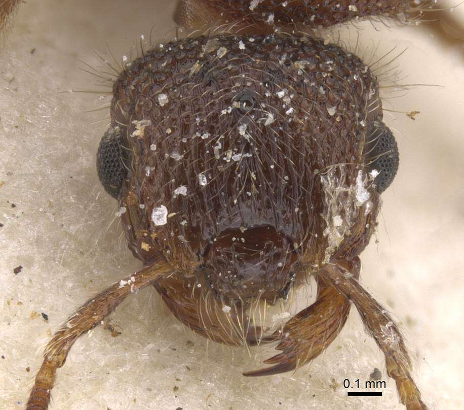 Image of Meranoplus doddi Santschi 1928