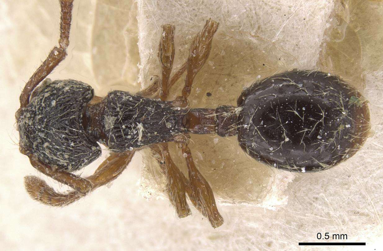 Image of Myrmecina graminicola (Latreille 1802)