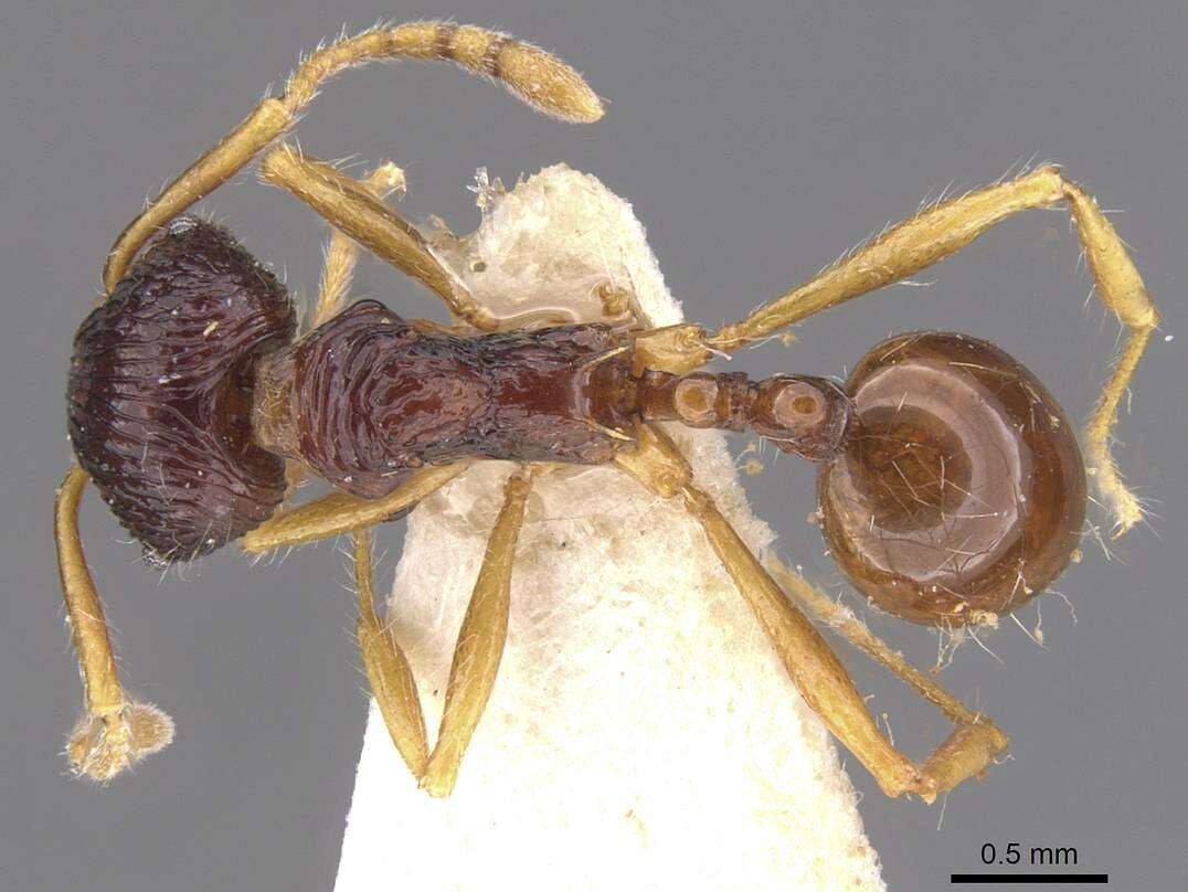 Image of Perissomyrmex monticola De Andrade 1993