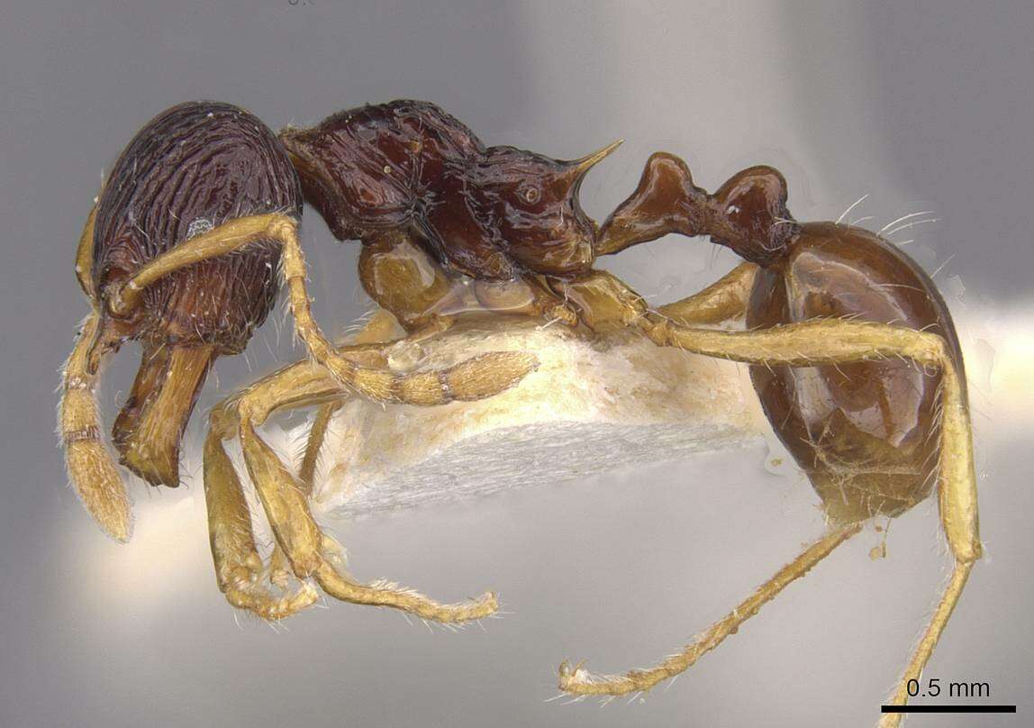 Image of Perissomyrmex monticola De Andrade 1993