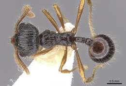 Image of Perissomyrmex monticola De Andrade 1993