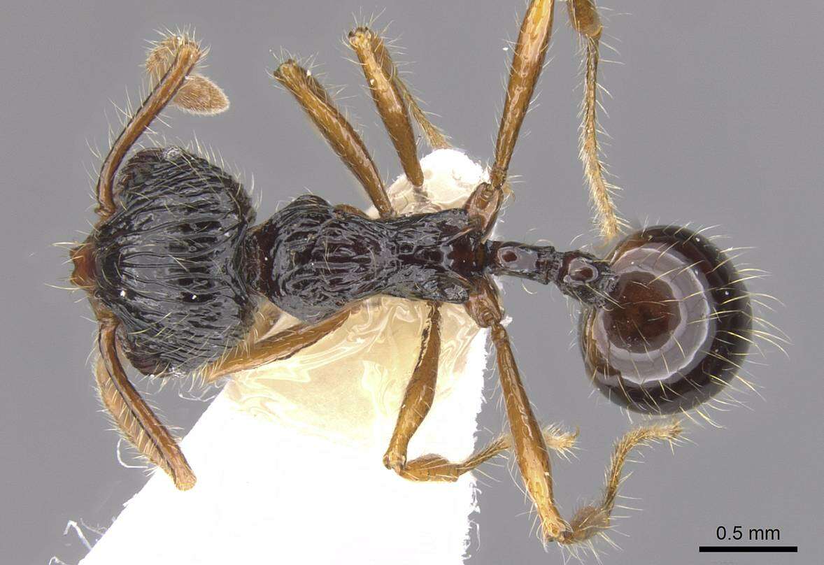 Image of Perissomyrmex monticola De Andrade 1993