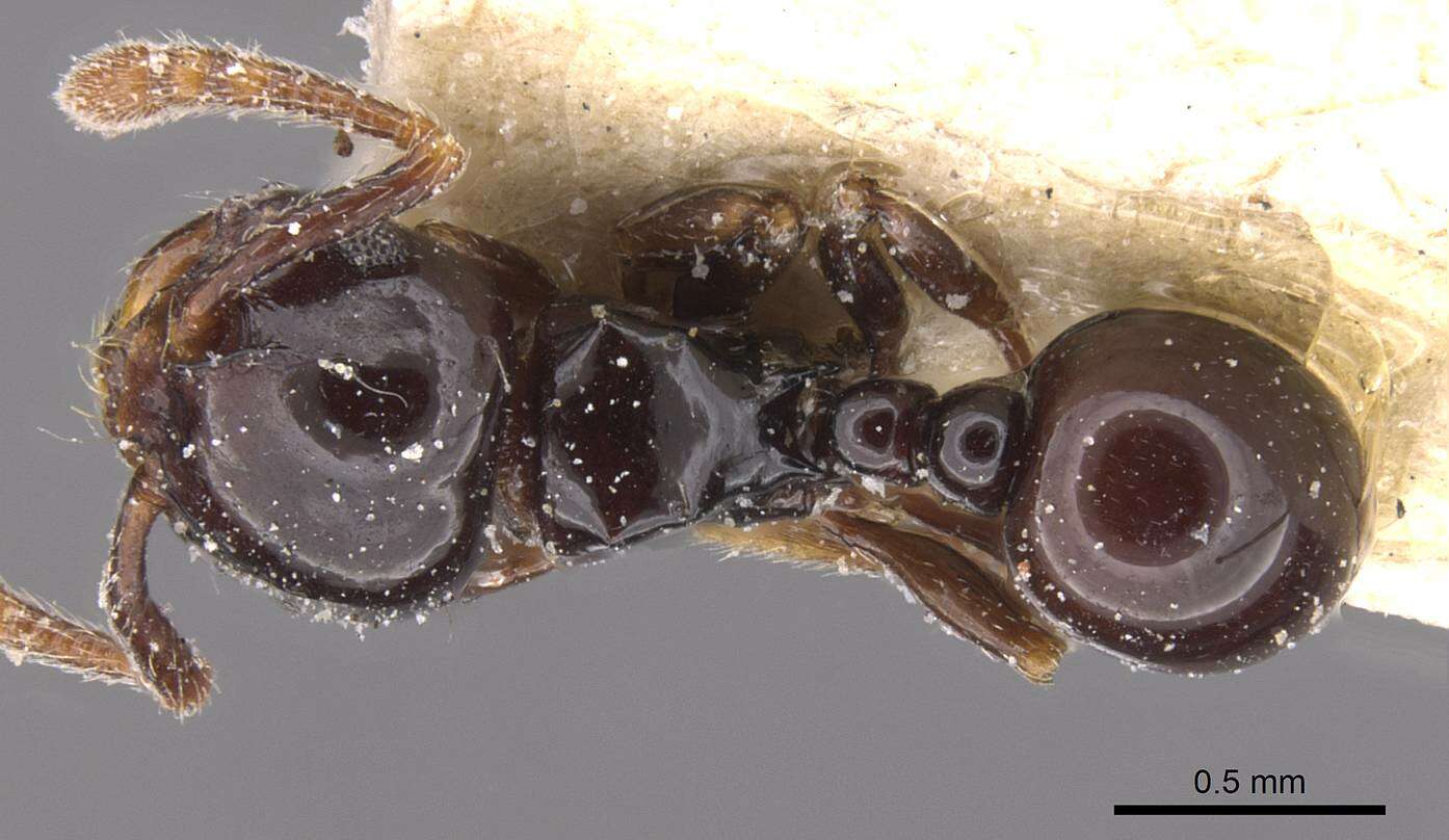 صورة Pristomyrmex orbiceps (Santschi 1914)