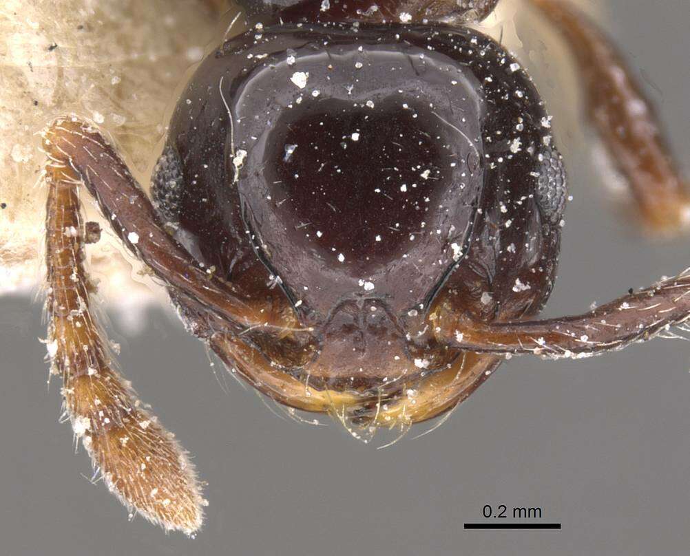 صورة Pristomyrmex orbiceps (Santschi 1914)