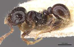 صورة Pristomyrmex orbiceps (Santschi 1914)