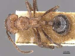 Image of Myrmicaria distincta Santschi 1925