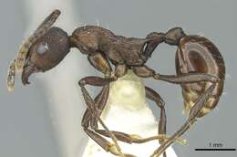 Image of <i>Myrmica boltoni</i>