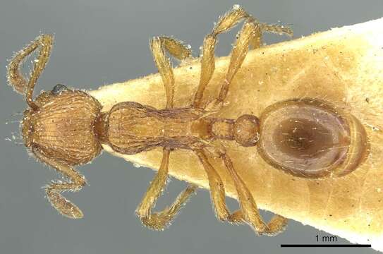 Image of <i>Myrmica cagnianti</i>