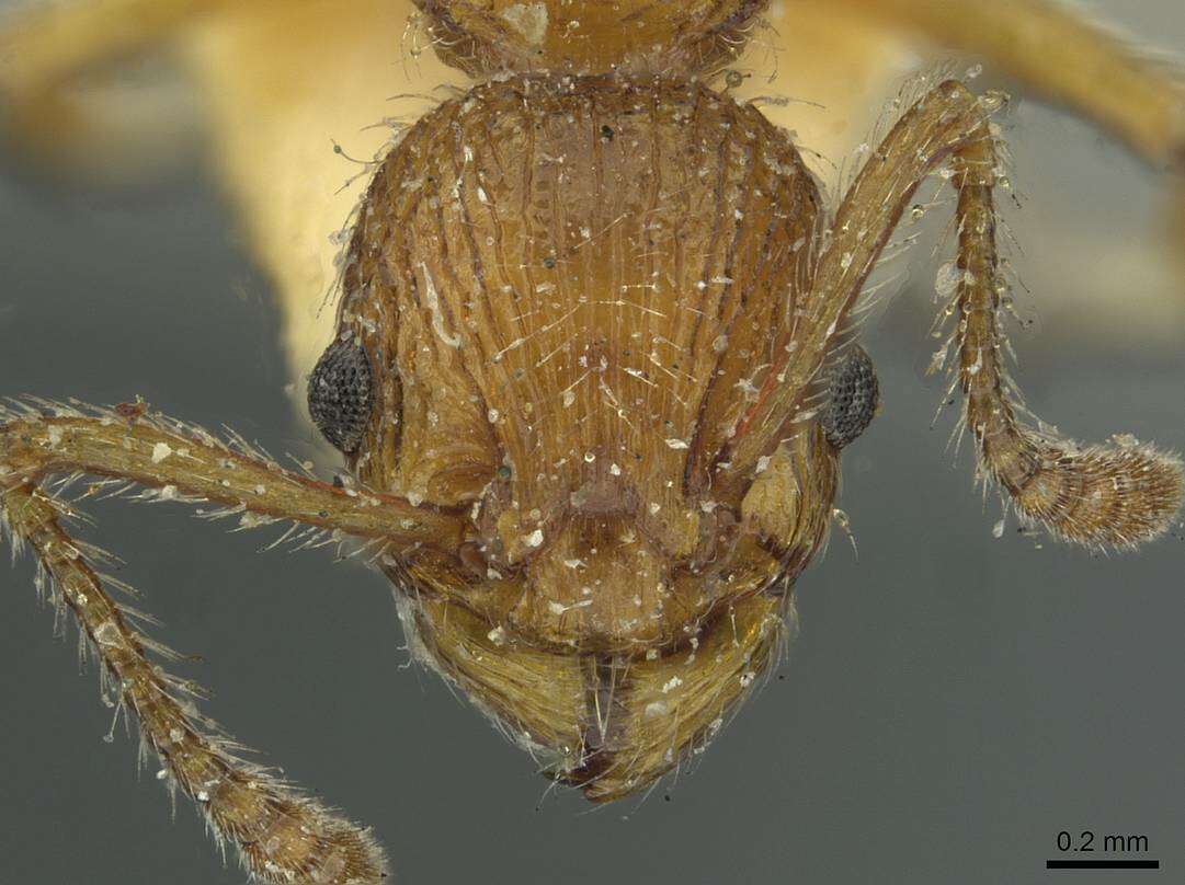 Image of <i>Myrmica cagnianti</i>