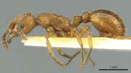 Image of <i>Myrmica cagnianti</i>