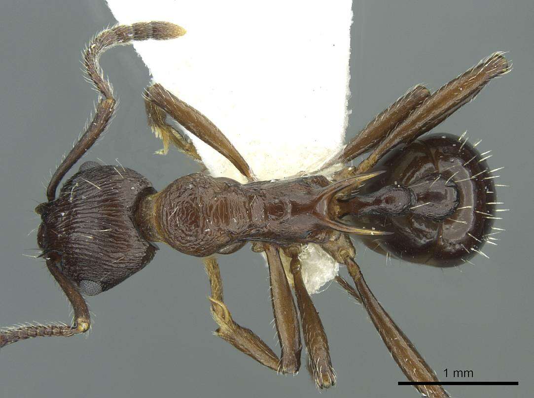 Image of <i>Myrmica collingwoodi</i>