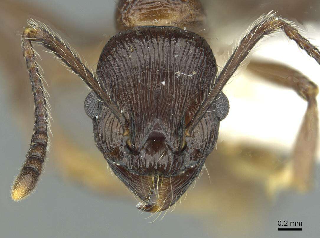 Image of <i>Myrmica collingwoodi</i>