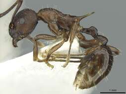 Image of <i>Myrmica collingwoodi</i>