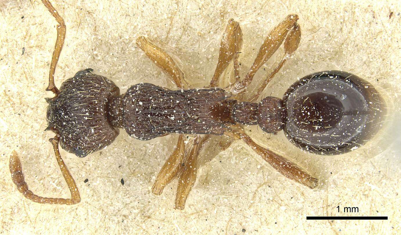 Image of Myrmica lobicornis Nylander 1846