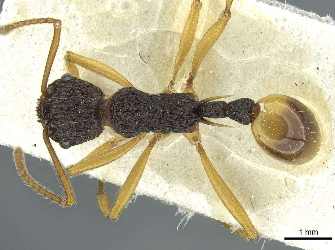 Image of <i>Myrmica pulchella</i>