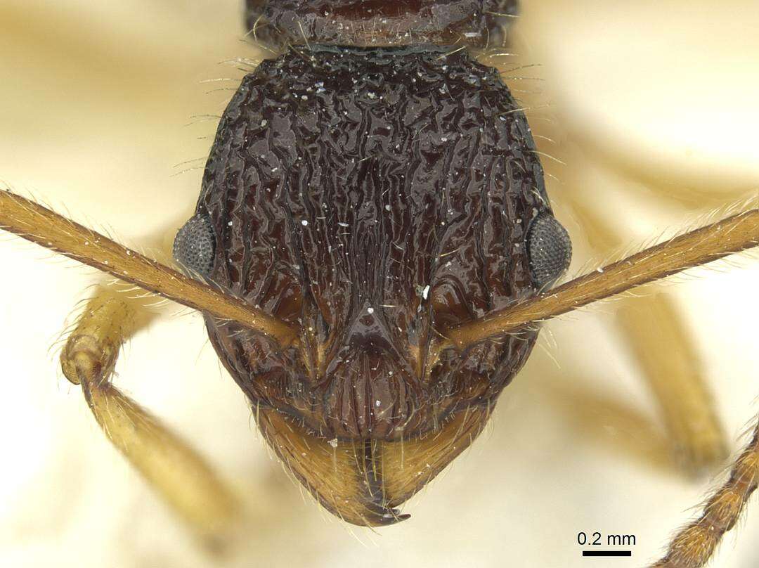 Image of <i>Myrmica pulchella</i>