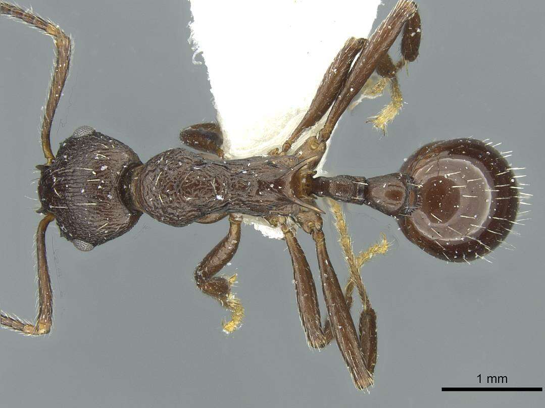 Plancia ëd Myrmica martensi