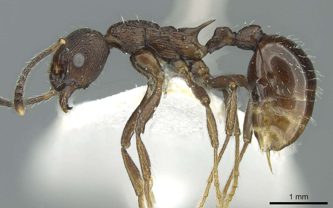 Plancia ëd Myrmica martensi