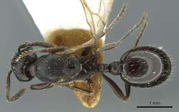 Imagem de Myrmica petita