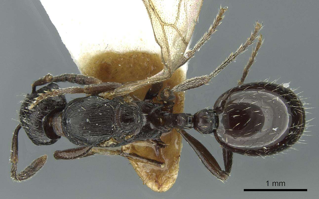 Imagem de Myrmica petita