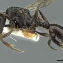 Image of Myrmica petita