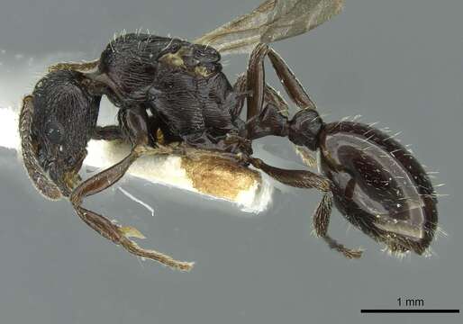 Image of Myrmica petita