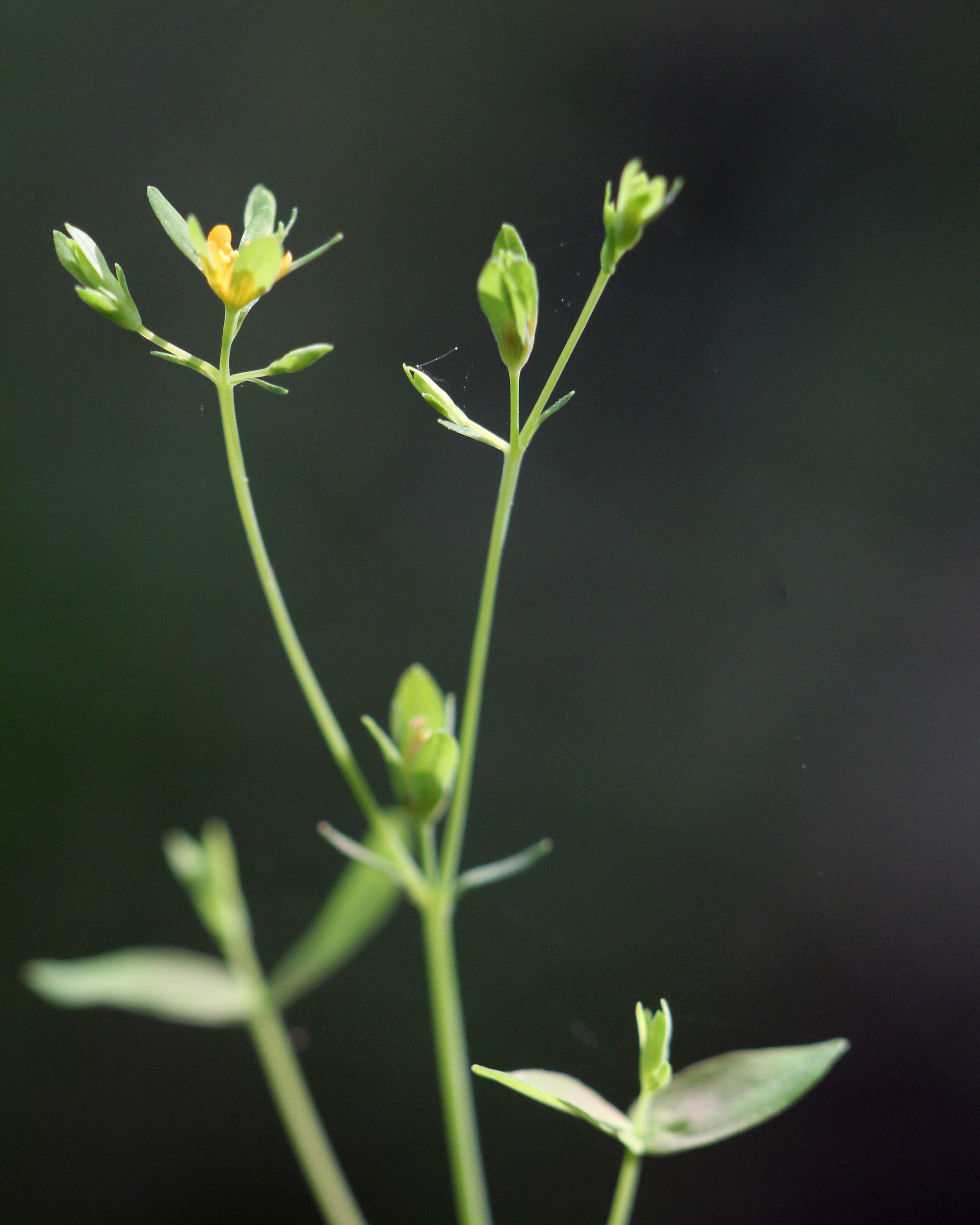 Image of dwarf St. Johnswort