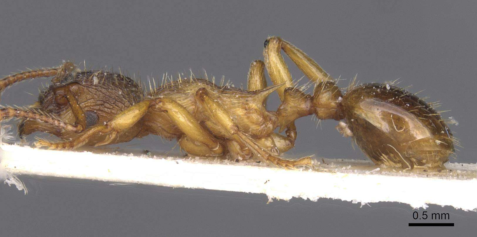 Image of Myrmica vandeli Bondroit 1920