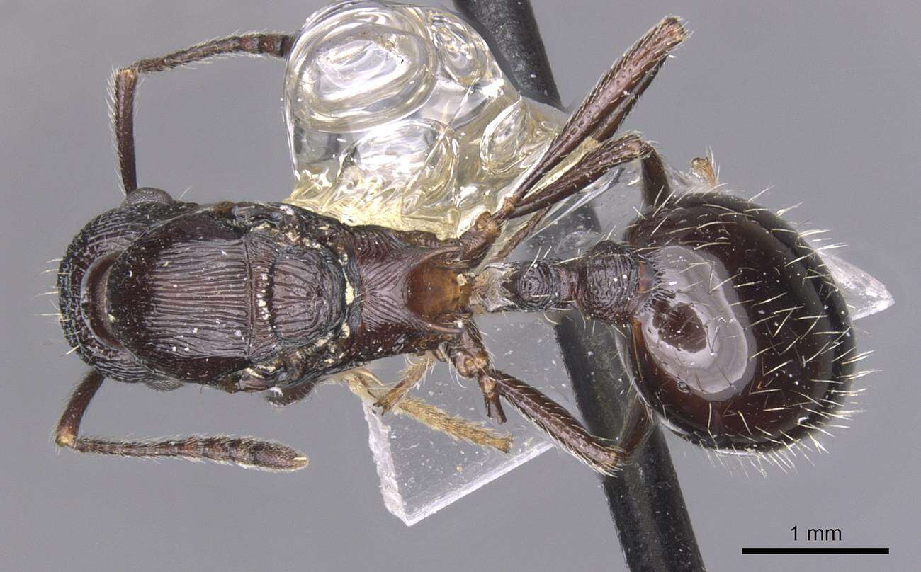 Image of Myrmica karavajevi (Arnol'di 1930)