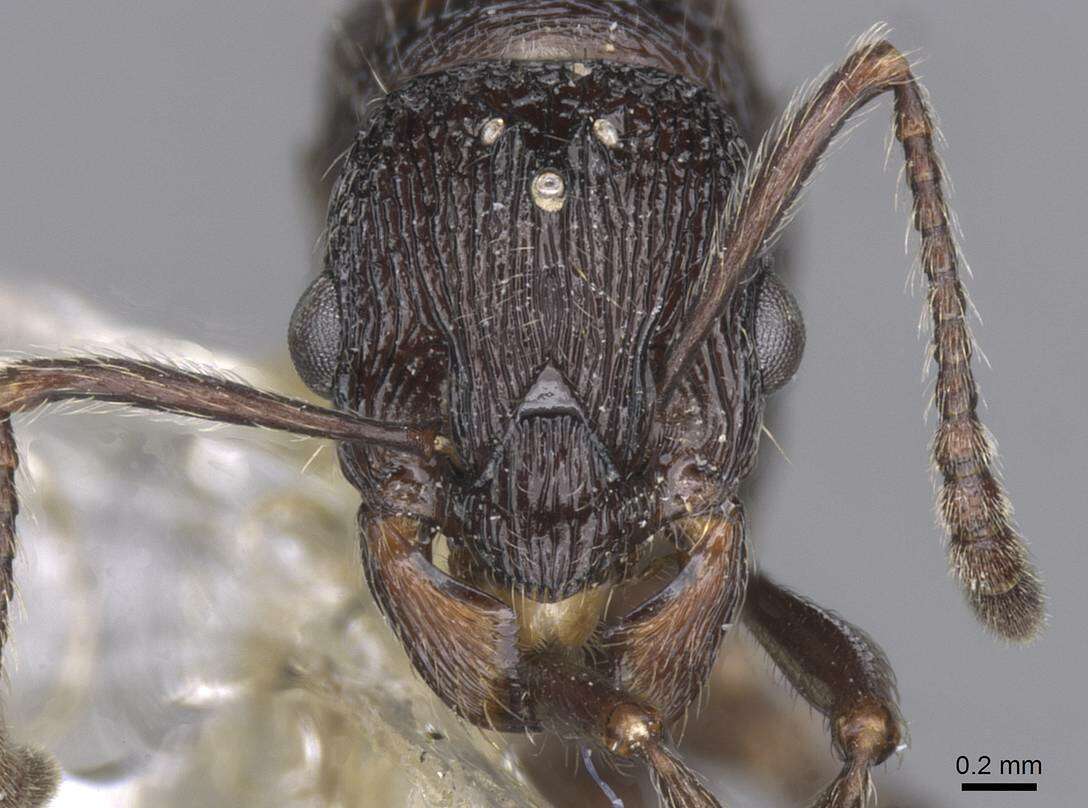 Image of Myrmica karavajevi (Arnol'di 1930)