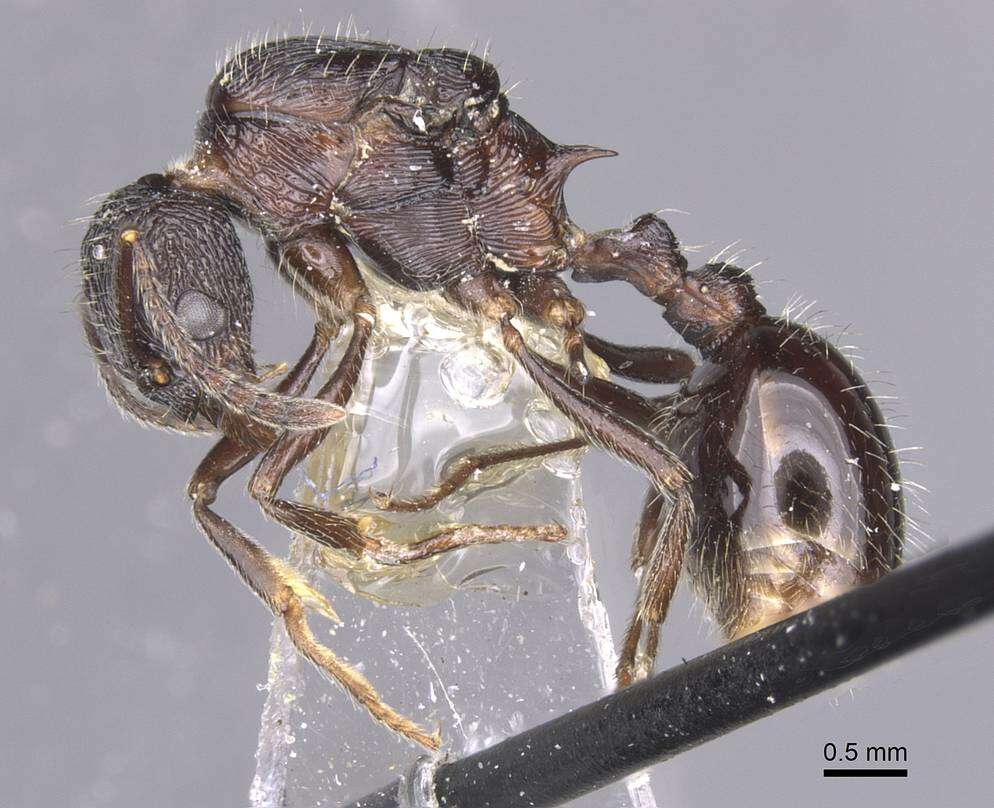 Image of Myrmica karavajevi (Arnol'di 1930)