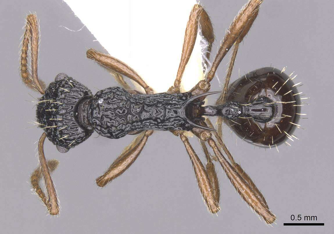 Image of Myrmica weberi