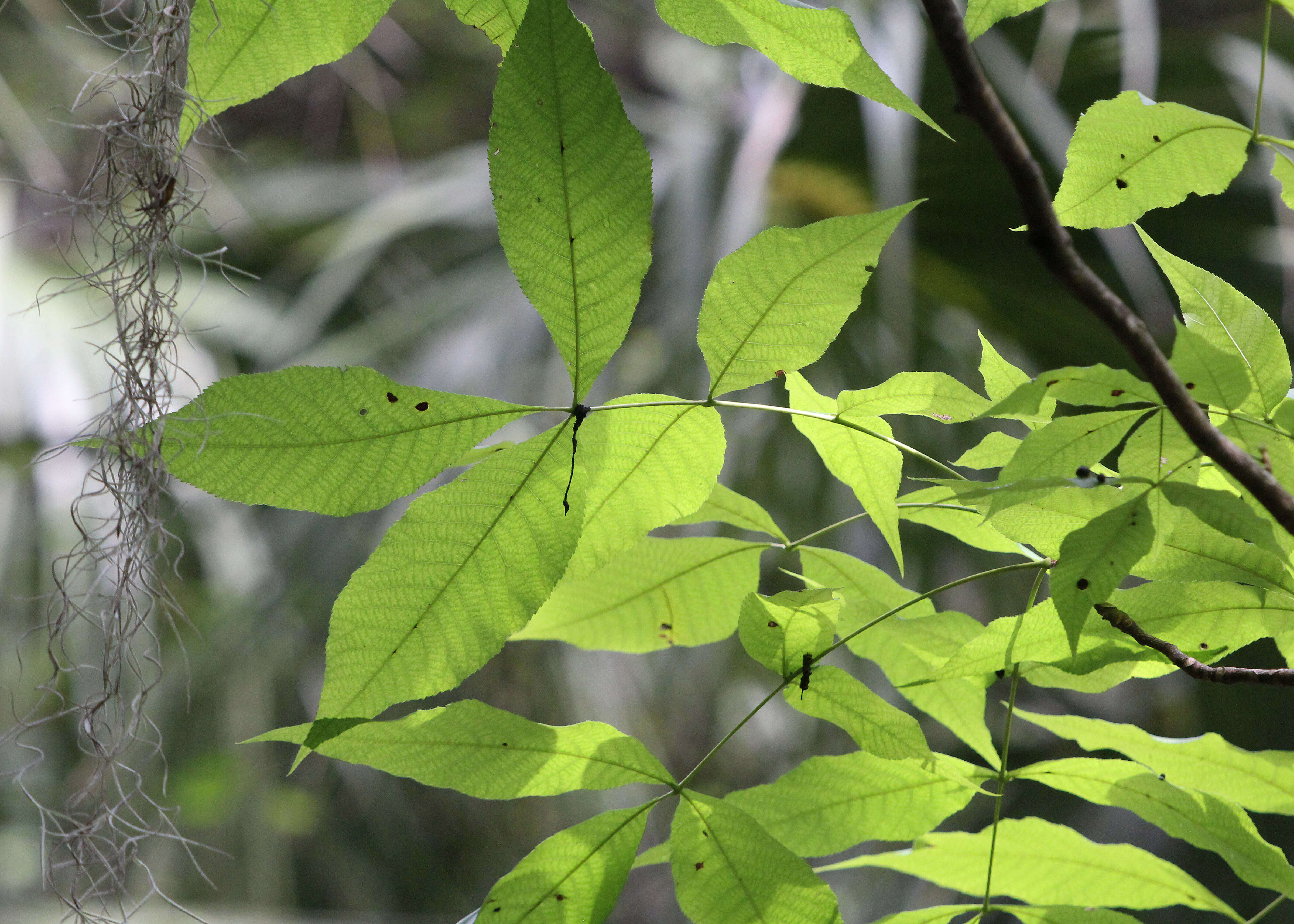 Image of pignut hickory