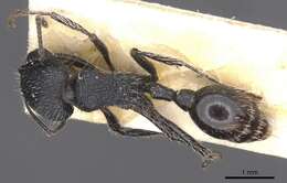 Image of Pogonomyrmex atratus Santschi 1922