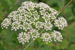 Cicuta maculata L. resmi