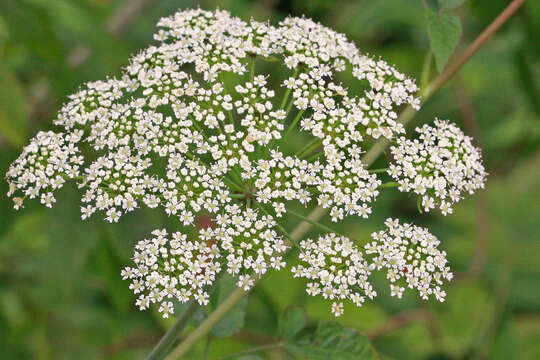 Image of spotted water hemlock