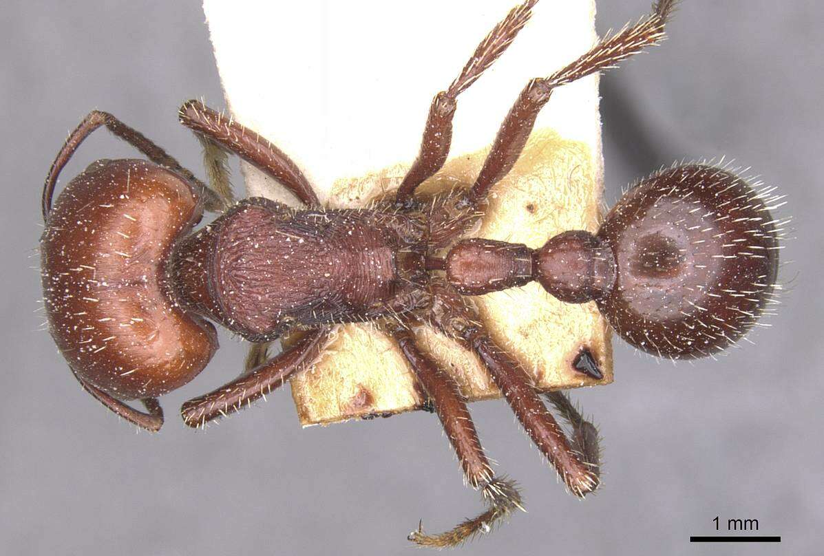 Pogonomyrmex lobatus Santschi 1921 resmi