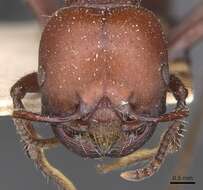 Pogonomyrmex lobatus Santschi 1921 resmi