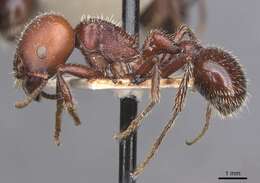 Pogonomyrmex lobatus Santschi 1921 resmi