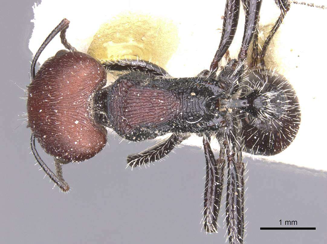 Imagem de Pogonomyrmex rastratus Mayr 1868