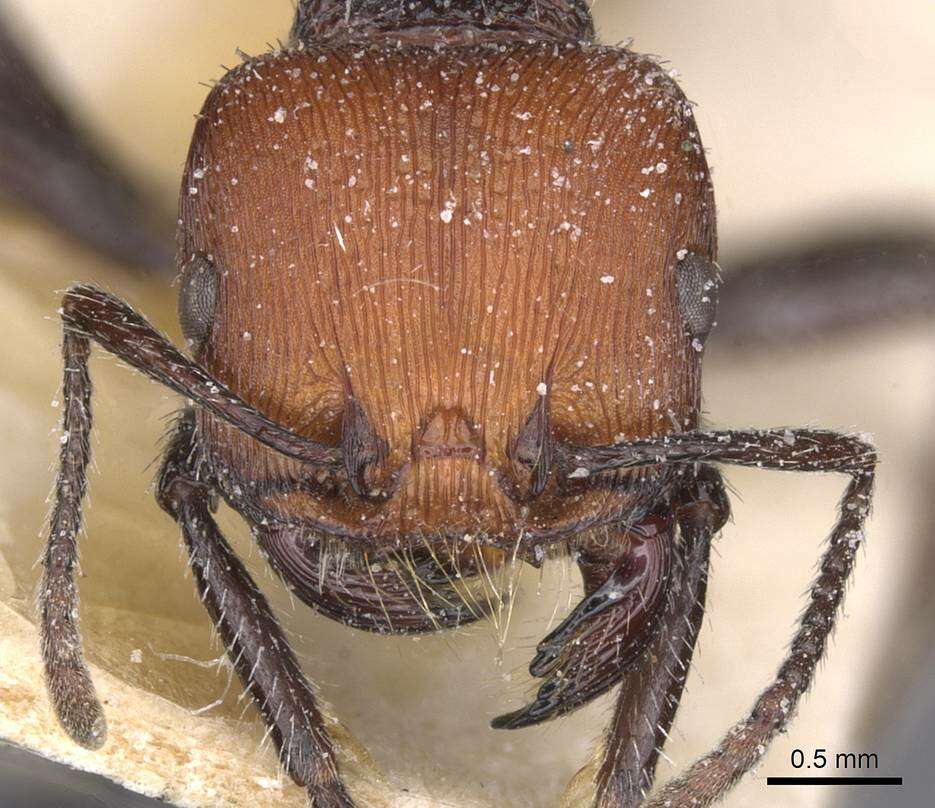 Imagem de Pogonomyrmex rastratus Mayr 1868