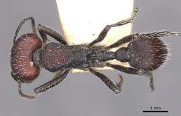 Image of Pogonomyrmex variabilis Santschi 1916