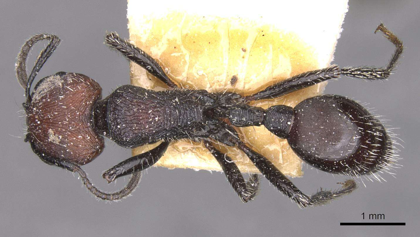 Image of Pogonomyrmex vermiculatus Emery 1906