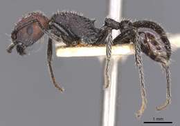 Image of Pogonomyrmex vermiculatus Emery 1906