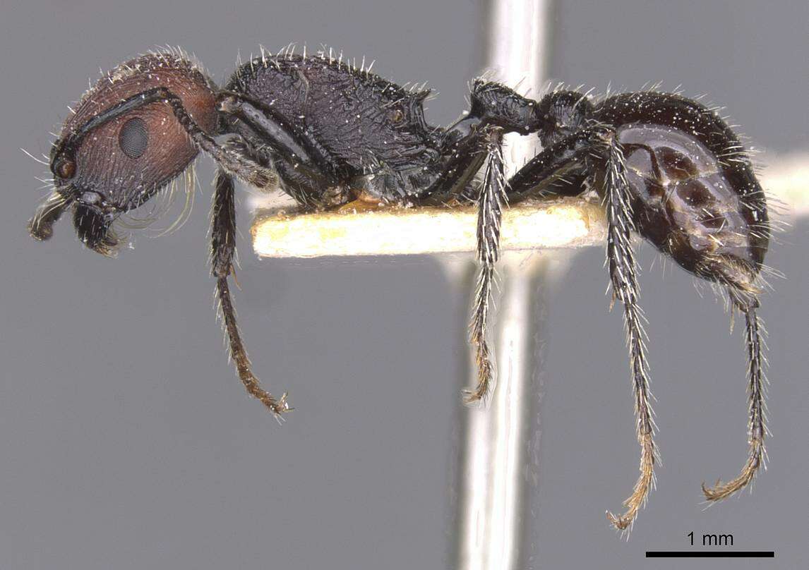 Image of Pogonomyrmex vermiculatus Emery 1906