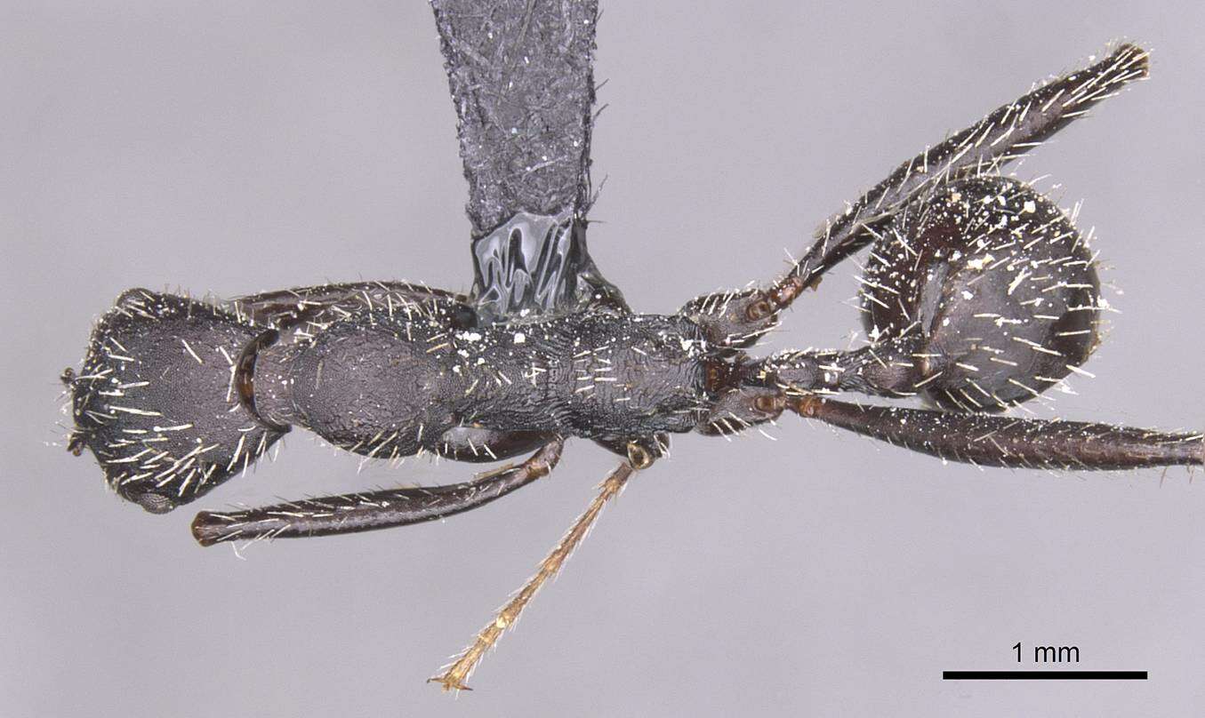 Image of Aphaenogaster atlantis Santschi 1929