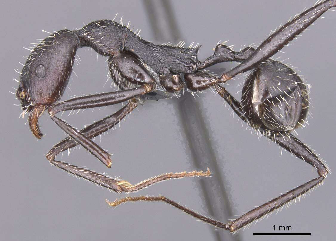 Image of Aphaenogaster atlantis Santschi 1929