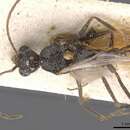 Image of Aphaenogaster curiosa Santschi 1933