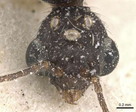 Image of Aphaenogaster curiosa Santschi 1933