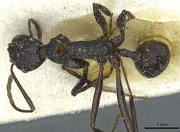 Aphaenogaster depilis Santschi 1911的圖片